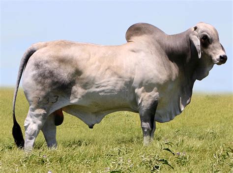 premiumbull 733|Mr. V8 733/7 “Polled Phenom” .